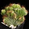 Cereus_sp_cristata_2